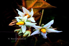 Solanum robustum